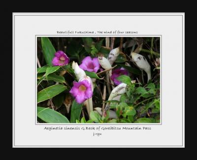 ◆初秋の風吹く御霊櫃峠と岩瀬の野の花巡礼