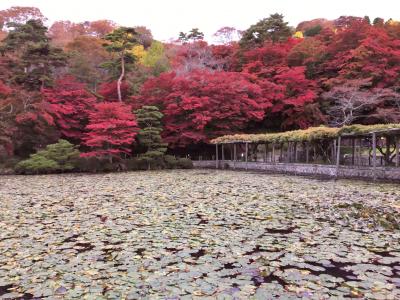 2022 11 「全国旅行支援」 毛越寺 鳴子 銀山温泉 立石寺 日本100名城×5