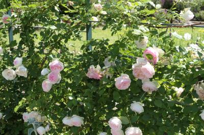 初夏の信州　薔薇紀行♪　Vol.82 ☆東御：ヴィラデストワイナリー初夏の花と薔薇の美しい庭園♪