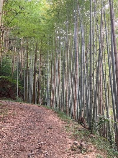 旧東海道、走ったり歩いたりする旅(府中宿～袋井宿)