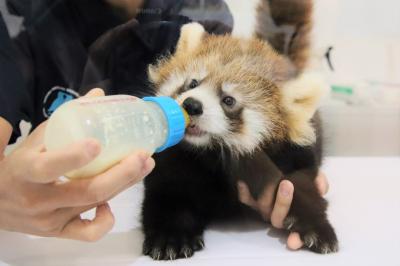 レッサーパンダの赤ちゃん詣の八景島シーパラダイス（３）コキンちゃんネイくんの双子は女の子の方が強い！？～人工哺育で早めに公開・本日２ヶ月半齢