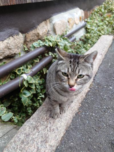 2023年2月　有馬温泉旅行　陶泉　御所坊泊り　平日温泉一人旅 　猫ちゃんを探して