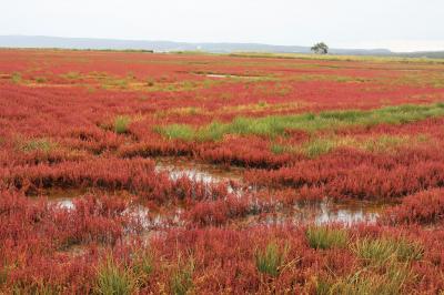 どこかにマイルで北海道♪Part2 道東 その2