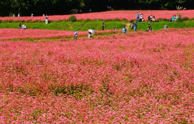 紅に染まる高嶺ルビーのそばの花、天上の青ヘブンリーブルー＆高嶺山から落日を撮る♪