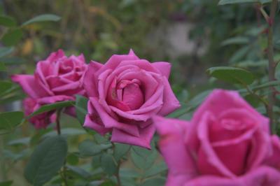 香しい秋薔薇にくらくら、花びらもステキだね