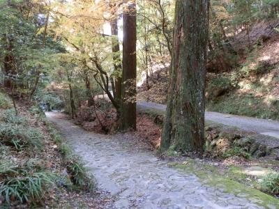 世界遺産「春日山原始林」から「春日大社」までを歩く