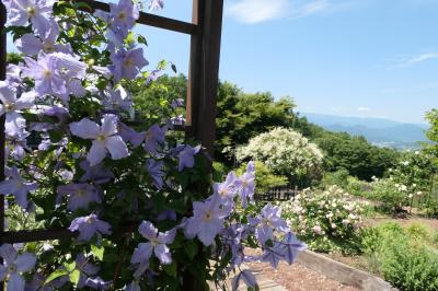 初夏の信州　薔薇紀行♪　Vol.97 ☆東御：ヴィラデストワイナリー初夏の花と薔薇の美しい庭園♪