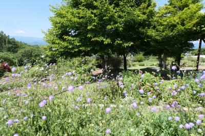 初夏の信州　薔薇紀行♪　Vol.100 ☆東御：ヴィラデストワイナリー初夏の花と薔薇の美しい庭園♪