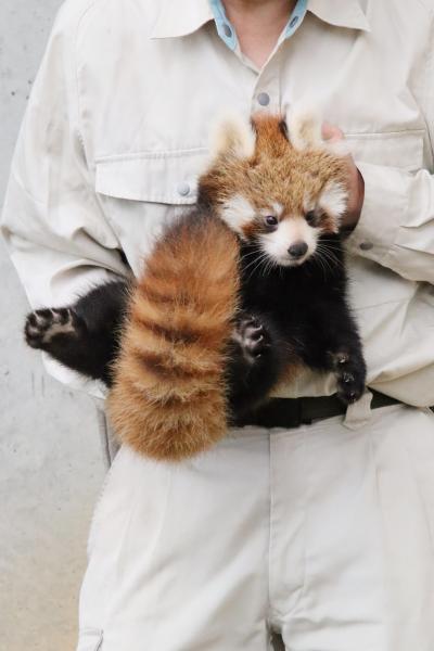 西山と東山レッサーパンダと動物の赤ちゃん遠征（４）西山動物園：大島に婿入りするピースケくんに会いたくて再訪決めたら双子の赤ちゃんにも会えた！