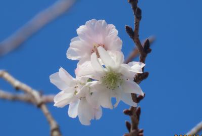 その後の冬桜