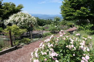 初夏の信州　薔薇紀行♪　Vol.101 ☆東御：ヴィラデストワイナリー初夏の花と薔薇の美しい庭園♪