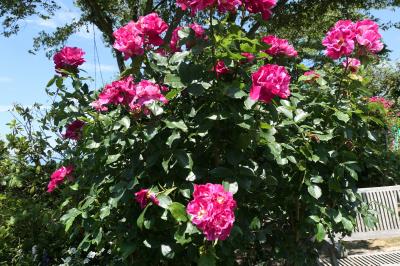 初夏の信州　薔薇紀行♪　Vol.106 ☆小諸：サムズガーデン　初夏の花と薔薇の美しい庭園♪