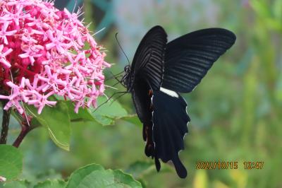 ビバホーム横の通りの花壇付近で見られた蝶