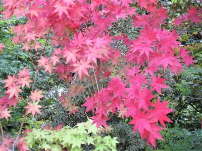 花と緑の振興センター・興禅院・小林もみじ園★初秋の安行散策2022年10月