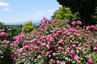 初夏の信州　薔薇紀行♪　Vol.113 ☆小諸：サムズガーデン　初夏の花と薔薇の美しい庭園♪