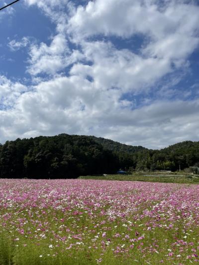 三田のコスモス畑