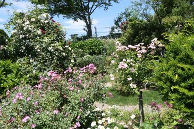 初夏の信州　薔薇紀行♪　Vol.122 ☆小諸：サムズガーデン　初夏の花と薔薇の美しい庭園♪