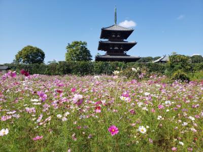 母・弟と行く秋の法起寺近くのコスモス畑～農家の皆様素敵な景色をありがとうございます( *´艸｀)