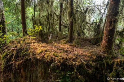 2022 米国ワシントン州国立公園キャンプ旅行(3)オリンピック国立公園 キノート・レインフォレスト