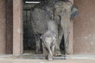 西山と東山レッサーパンダと動物の赤ちゃん遠征（５）東山動植物園（前）雨の動物園でゾウの赤ちゃん・レッサーパンダの朝リンゴ・コアラの赤ちゃん他