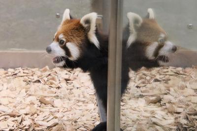 西山と東山レッサーパンダと動物の赤ちゃん遠征（６）東山動植物園（後）秋まつりの混雑でも子ゾウちゃんやレッサーパンダのずんくん他いろいろ会えた