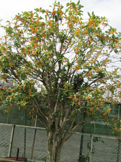 9月には開花はなかったが10月に開花した金木犀