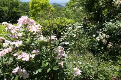 初夏の信州　薔薇紀行♪　Vol.126 ☆小諸：サムズガーデン　初夏の花と薔薇の美しい庭園♪