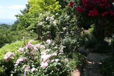 初夏の信州　薔薇紀行♪　Vol.129 ☆小諸：サムズガーデン　初夏の花と薔薇の美しい庭園♪