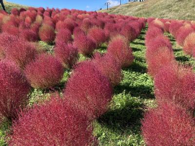 箱館山の真っ赤なコキア