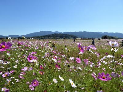 奈良 藤原京のコスモスと馬見丘陵公園のコキアを見に行こう♪