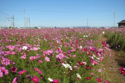 秋だ！そうだ秋桜を見に行こう。