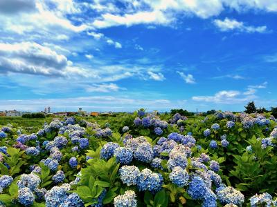 花美し＊夏