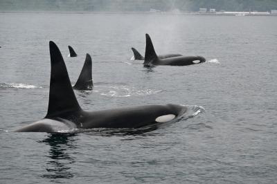 おじじとおばぁのマイカーぐるり旅 知床峠を超えて羅臼でシャチに「ひゃ~♪」「ひィィィ♪」