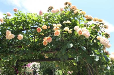 初夏の信州　薔薇紀行♪　Vol.141 ☆小諸：夢ハーベスト農場　初夏の花と薔薇の美しい庭園♪
