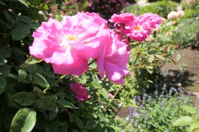 初夏の信州　薔薇紀行♪　Vol.152 ☆小諸：夢ハーベスト農場　初夏の花と薔薇の美しい庭園♪