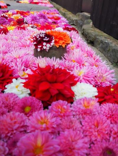 宇陀松山華小路&枝豆ドライブ