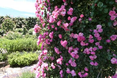 初夏の信州　薔薇紀行♪　Vol.157 ☆小諸：夢ハーベスト農場　初夏の花と薔薇の美しい庭園♪