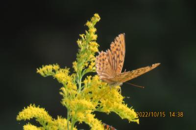 2022年森のさんぽ道で見られた蝶(49)ミドリヒョウモン、ルリタテハ、キタテハ、ウラナミシジミその他