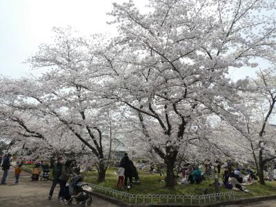 春爛漫の京都2泊3日 ②　二条城、植物園、下鴨神社、平野神社ライトアップ