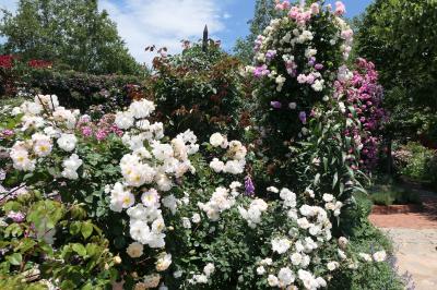 初夏の信州　薔薇紀行♪　Vol.160 ☆小諸：夢ハーベスト農場　初夏の花と薔薇の美しい庭園♪