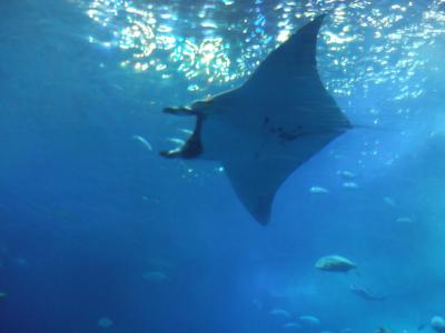 沖縄２－３：美ら水族館から今帰仁城