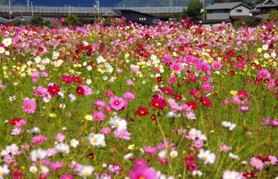 2022年･亀岡夢コスモス園へ！