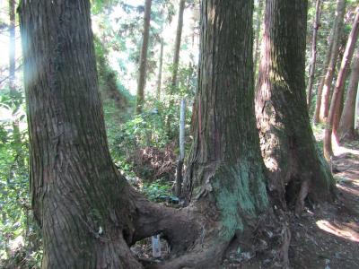 西平畑公園からコキアの里の山間に「仲良し3兄弟杉」（神奈川県松田町）