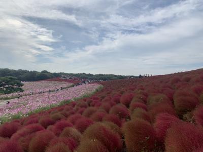 国営ひたち海浜公園でコキアとコスモスを楽しむ