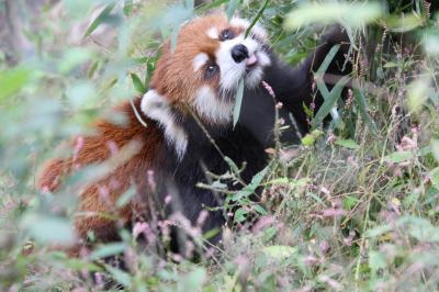 秋の埼玉こども動物自然公園ZOOミーティングやアニマルステージの日（前編）花と緑の中のリュウ！～お外レッサーパンダや赤ちゃんキリンの親子他