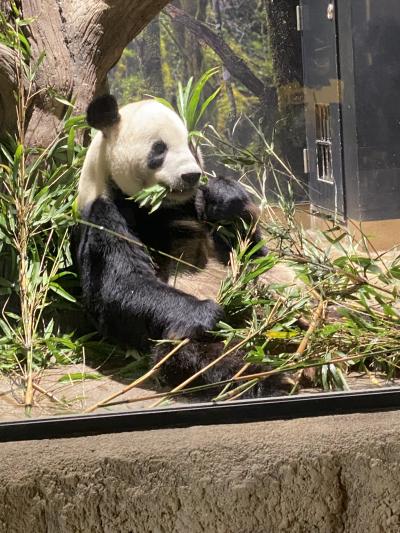 アメ横・上野公園・上野動物園・人・人・人！！凄い人出の日曜日