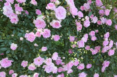 初夏の信州　薔薇紀行♪　Vol.164 ☆小諸：夢ハーベスト農場　初夏の花と薔薇の美しい庭園♪