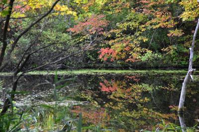 休暇村裏磐梯の紅葉と桧原湖畔の山神社2022～沼に映る色づく樹木と湖に向かって立つ謎の鳥居～（福島）
