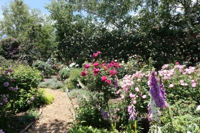 初夏の信州　薔薇紀行♪　Vol.165 ☆小諸：夢ハーベスト農場　初夏の花と薔薇の美しい庭園♪