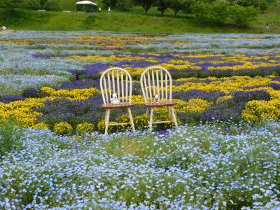 世羅高原でお花畑を楽しみました（ネモフィラ・ビオラetc）◆2022年5月／倉敷・世羅・福山で花を愛でる旅≪その５≫